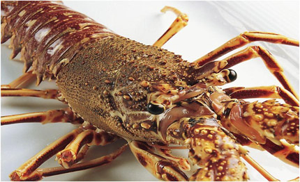Langosta Roja +1.5 Kg