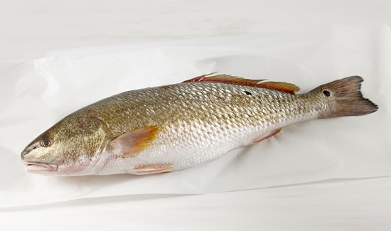 Corvina Filete Aropesca 600/800 Cong