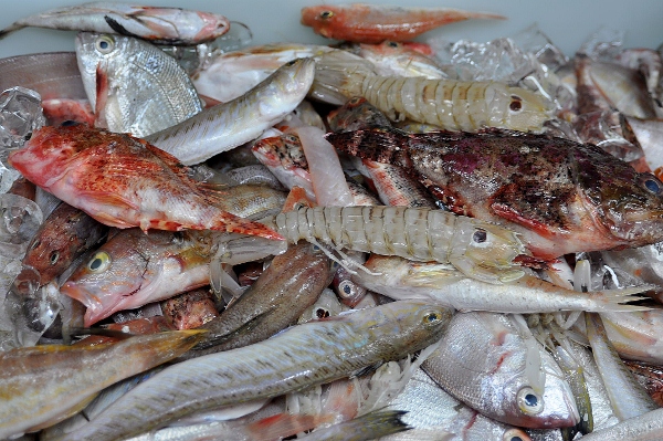 Pescado de Roca Baplay