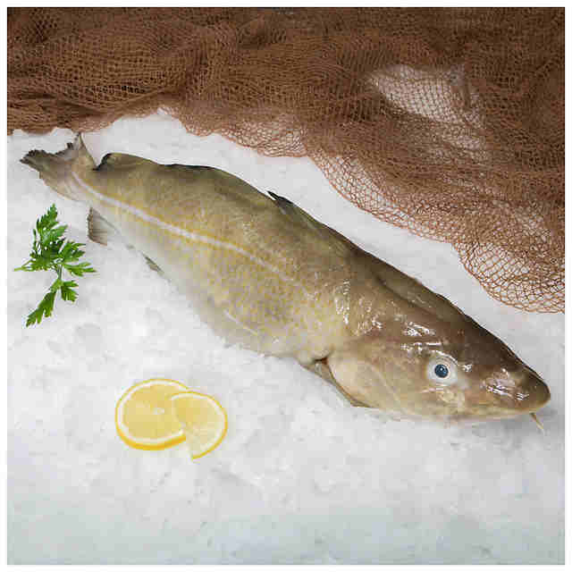 Bacalao 3/4 C/Cabeza