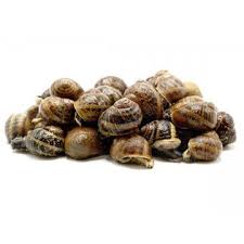 Caracol Bover Fresco