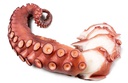 Pulpo Cocido Pata Bandeja (200-300)g/pz 4x1,5kg PV