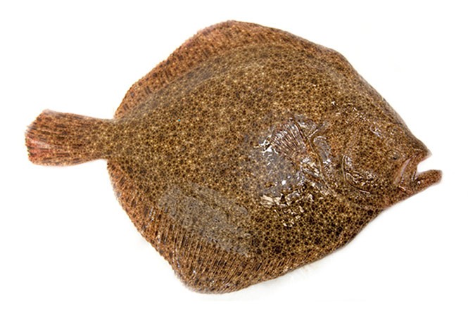 Rodaballo Premium Salvaje 2/3  Evo