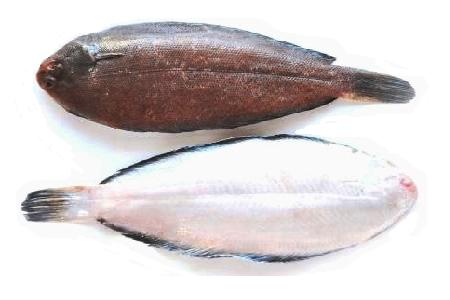 Lenguado Frances 400/600 Premium Evo