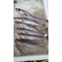 Pescadilla 300/400