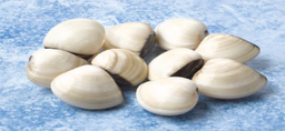 [3322402] Almeja Blanca 60/80 (12-16)g/pz (7x1 kg) 7kg Fishook