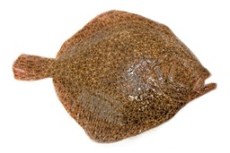 [7587] Turbot Salvatge 1/2