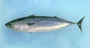 [708L] Melva 3/4