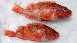 [709N] Gallineta 2/3 kg