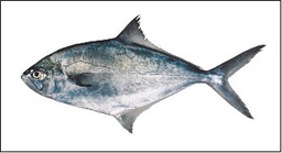 [7522] Palometa 1/2