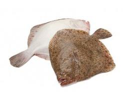 [7576] Turbot Viver 2.5/3