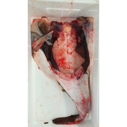 [718O] Rape Cola 3/4