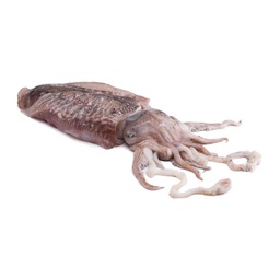 [716E] Sepia semiconserva  M