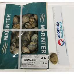 [721M] Almeja Marinter Mediterraneo 30/40 AA CJ 2 KG