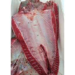 [704PA] Atun Parpatana 300/500 Pulida Cong