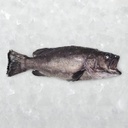 [7563E] Mero 15/20 Stock Tropicana